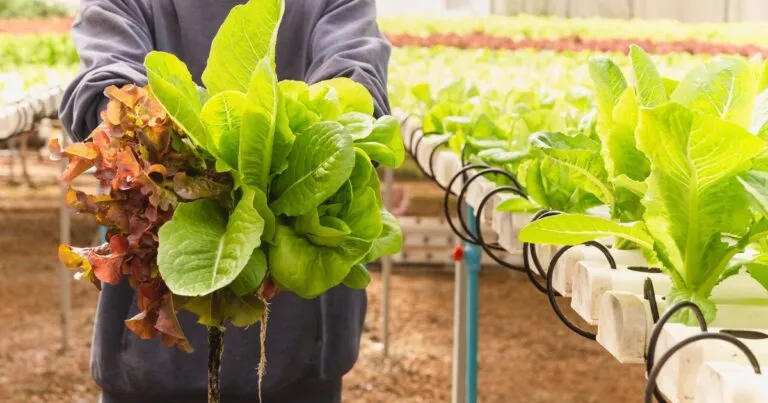 Finsus, la Sofipo que marca el rumbo de las inversiones a PyMEs.