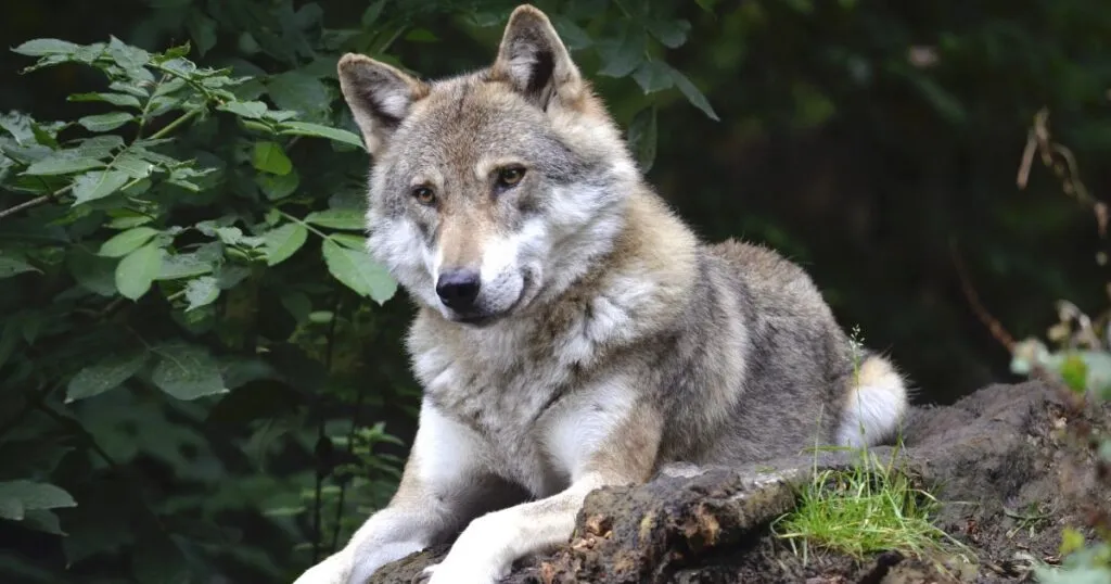 Víctor González Herrera apoya protección del lobo mexicano.