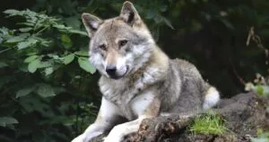 Víctor González Herrera apoya protección del lobo mexicano.