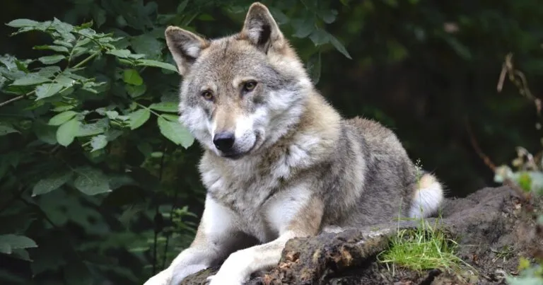 Víctor González Herrera apoya protección del lobo mexicano.