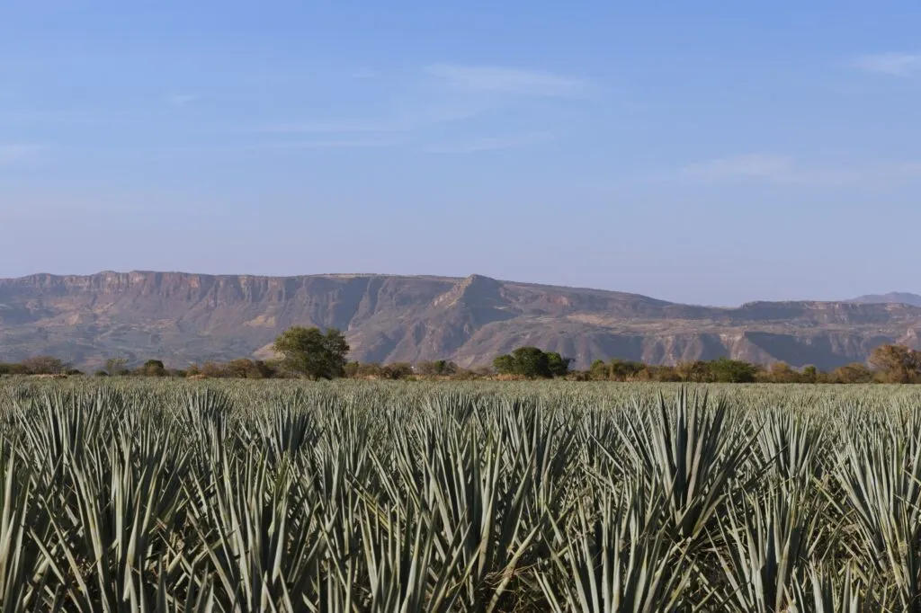 Brown-Forman promueve producción artesanal de tequila mexicano.