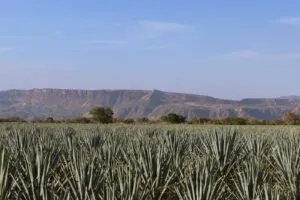 Brown-Forman promueve producción artesanal de tequila mexicano.