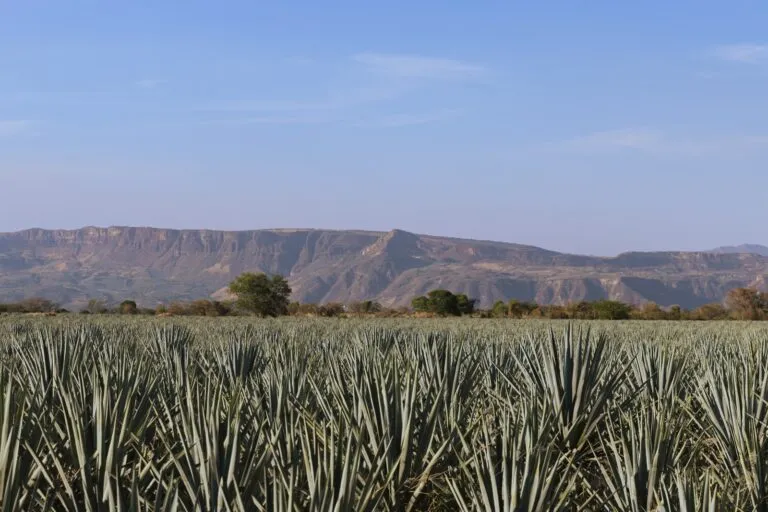 Brown-Forman promueve producción artesanal de tequila mexicano.